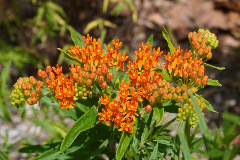 Count On Butterfly Weed To Stay Compact And Upright Count On Butterfly Weed To Stay Compact And Upright