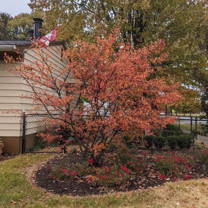Count On Fall Color After Summer Green Fades Count On Fall Color After Summer Green Fades