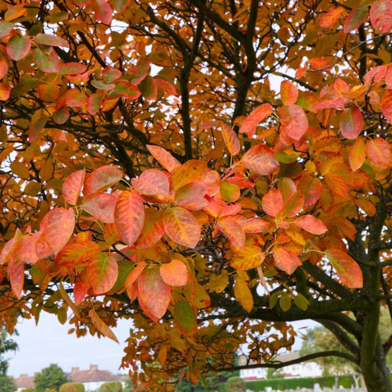 Count On Fall Color Beyond A Plain White Bloom