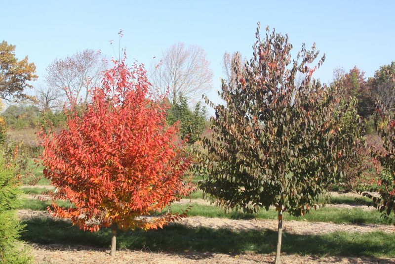 Count On Fall Color Without A Huge Canopy Count On Fall Color Without A Huge Canopy