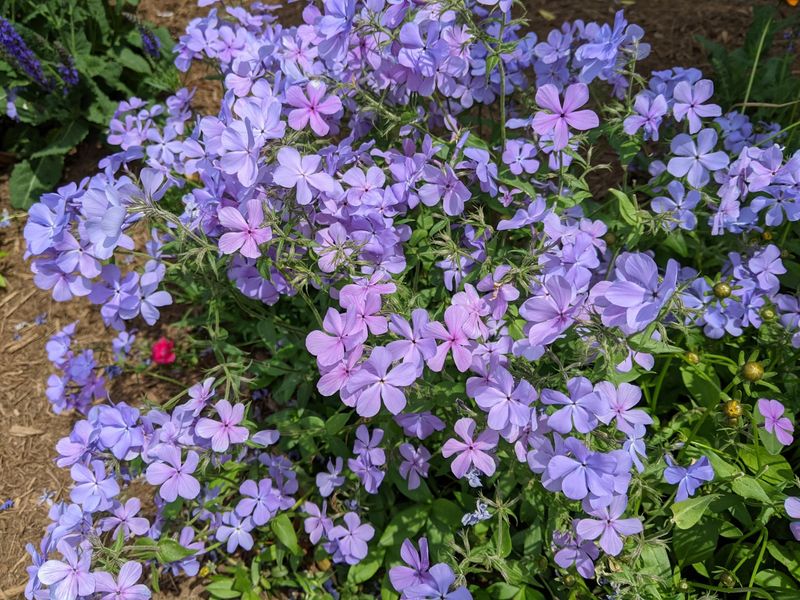 Count On Spring Blooms Before Trees Fully Leaf Out