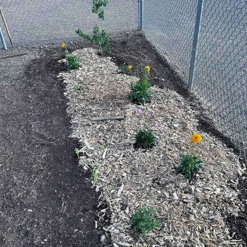 Cover Bare Soil Before Extreme Summer Heat Arrives Cover Bare Soil Before Extreme Summer Heat Arrives