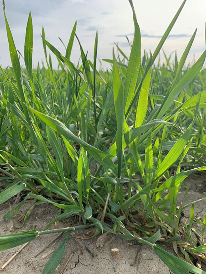 Cover Bare Soil Before Winter Weather Hits Cover Bare Soil Before Winter Weather Hits