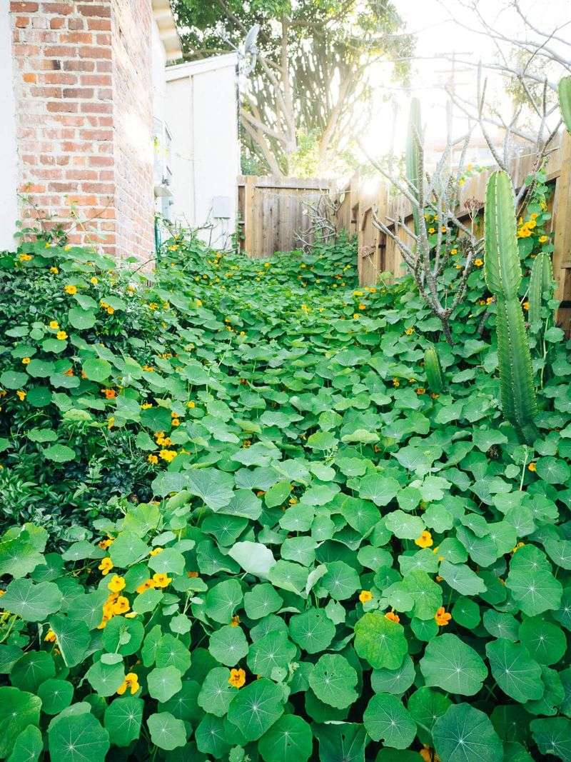 Cover Bare Soil Between Vegetables Cover Bare Soil Between Vegetables