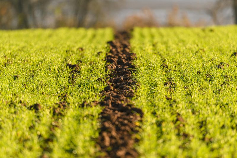 Cover Crops Turned Into The Soil