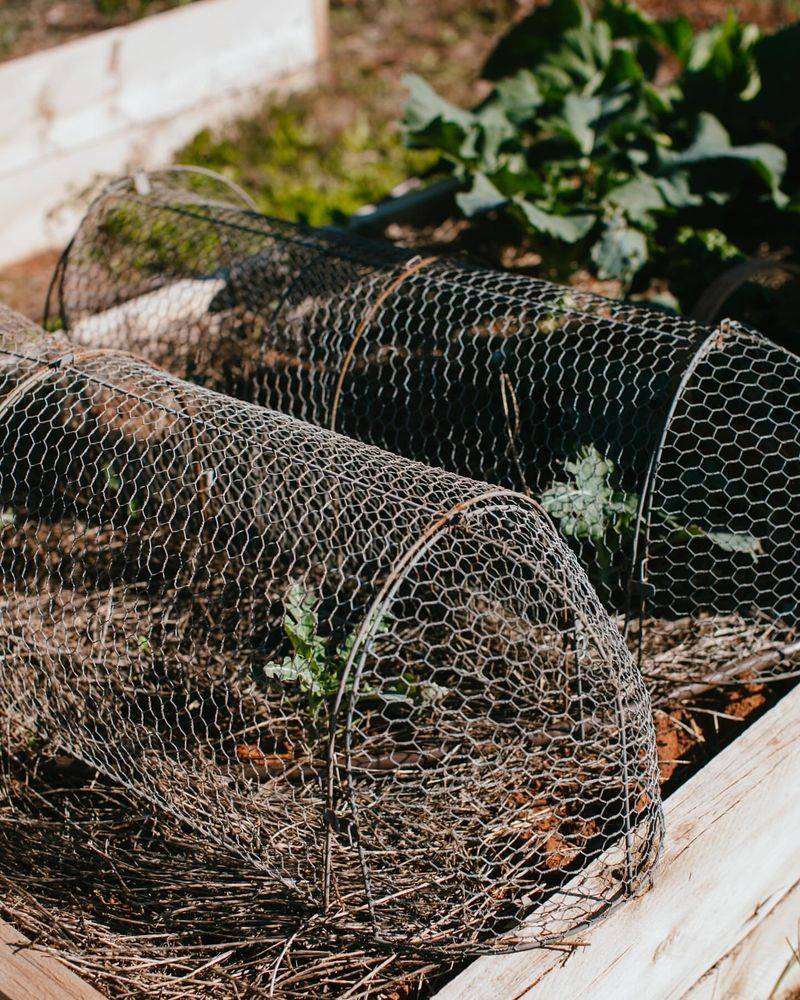 Cover New Plants Until They Become Established