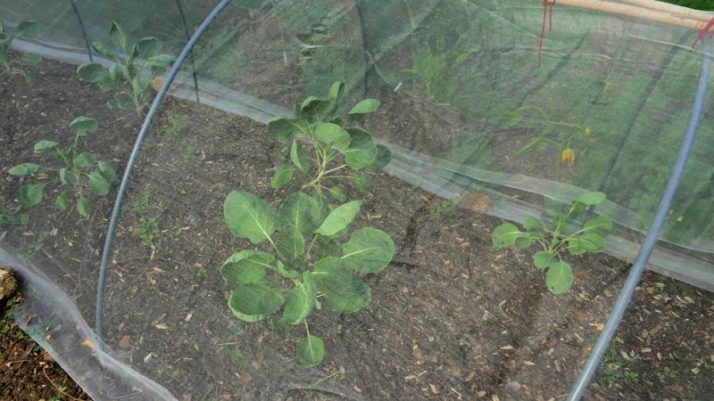 Cover Vulnerable Plants Only After Pollination Is Finished