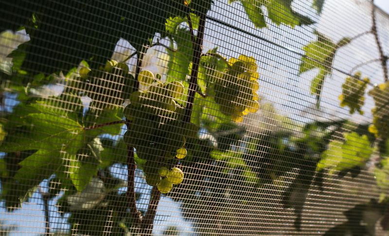 Cover Young Trees And Shrubs With Netting