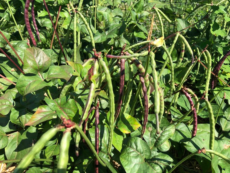 Cowpeas Grow Well With Less Water