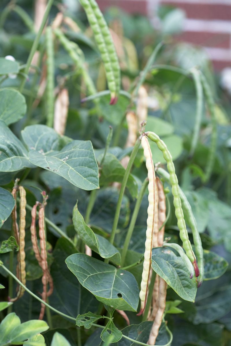 Cowpeas Or Black-Eyed Peas Thrive In High Heat