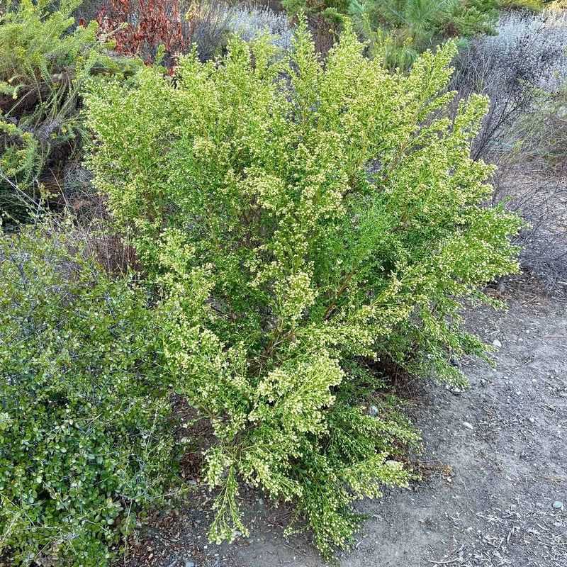 Coyote Brush Needs Careful Placement