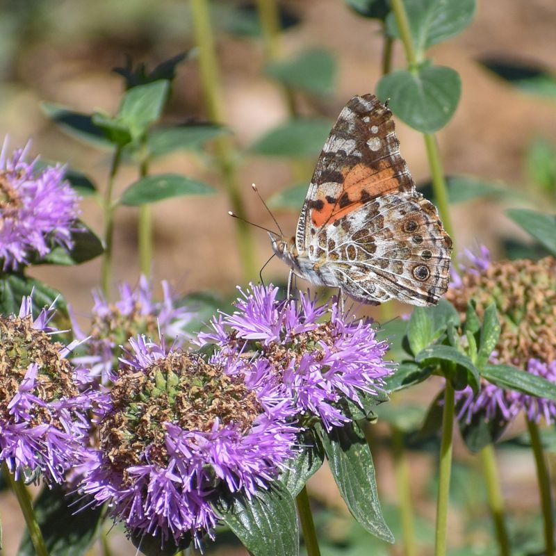 Coyote Mint