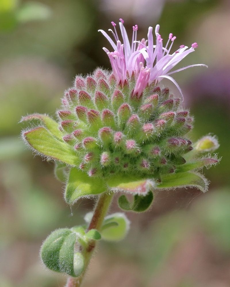Coyote Mint Brings Fragrance To Dry, Tick-Smart Beds Coyote Mint Brings Fragrance To Dry, Tick-Smart Beds