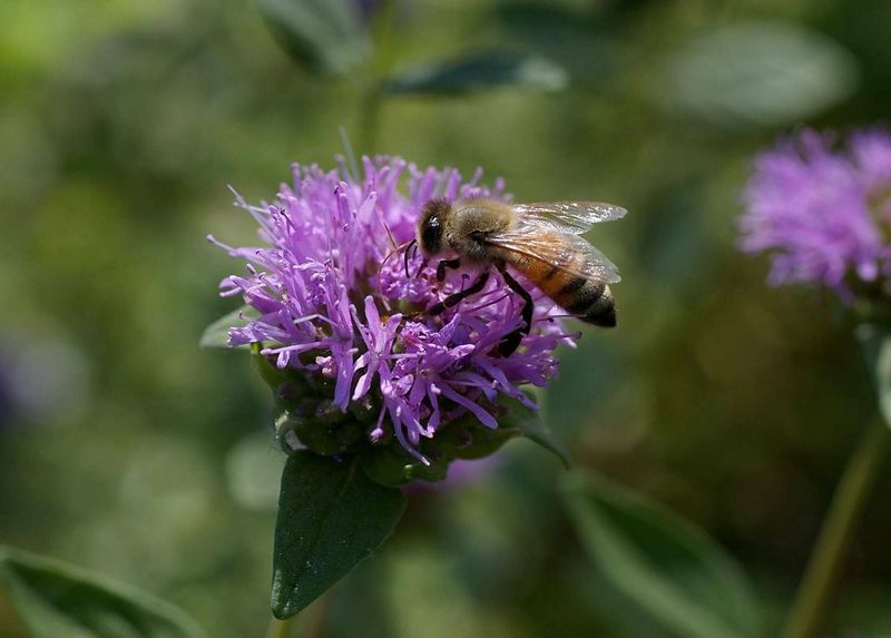 Coyote Mint Brings Native Bees To Dry Garden Beds Coyote Mint Brings Native Bees To Dry Garden Beds