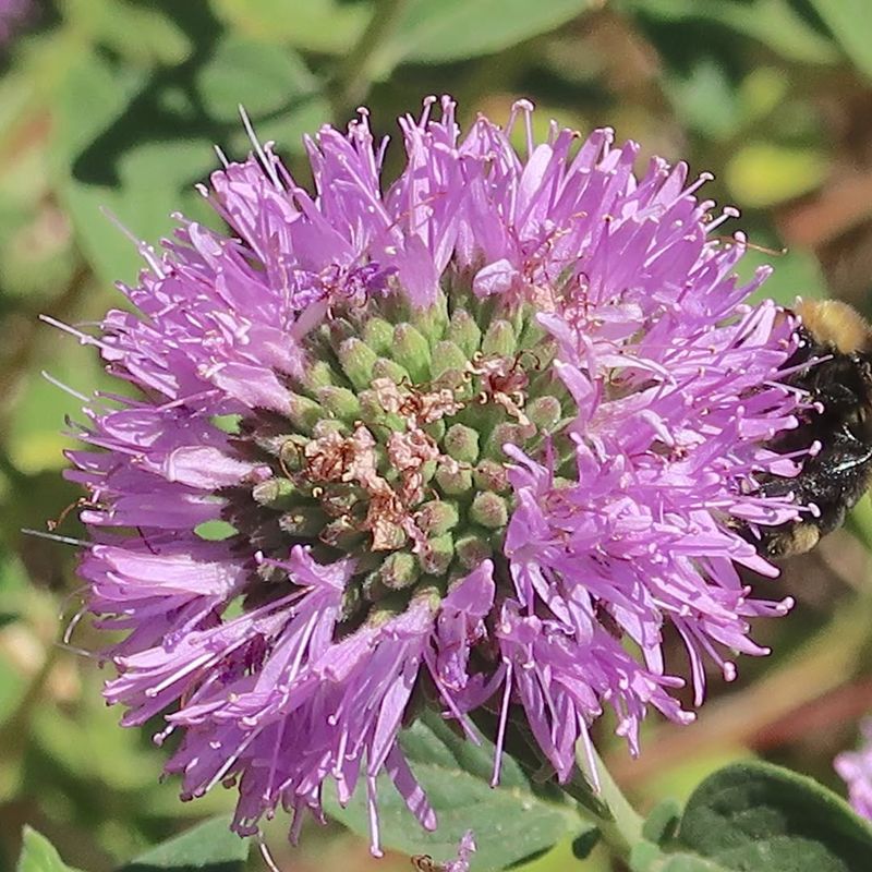 Coyote Mint Bulks Up Fast In Hot Sunny Spots