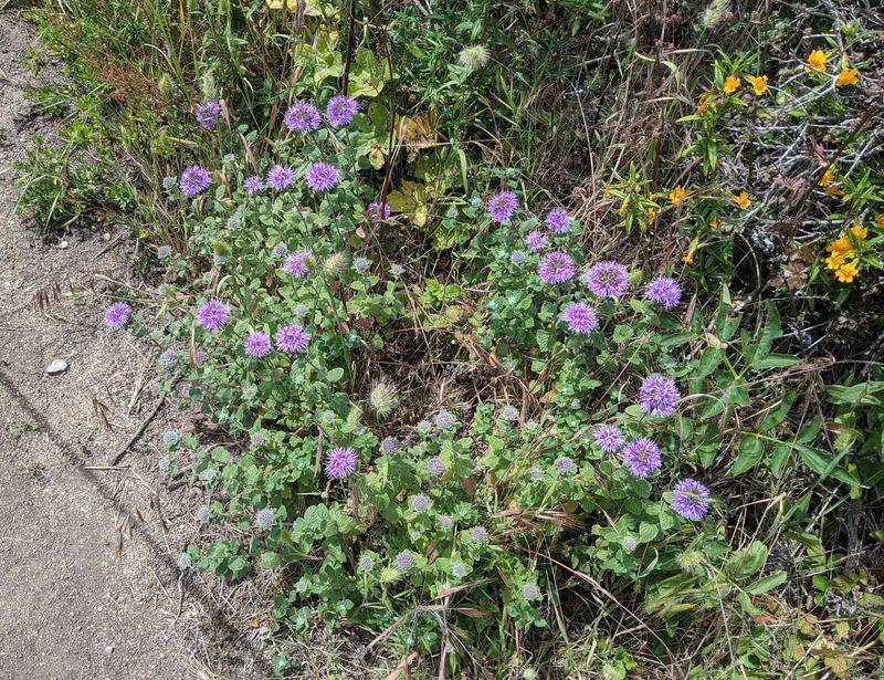 Coyote Mint Loves The Same Sunny Spots Lavender Does