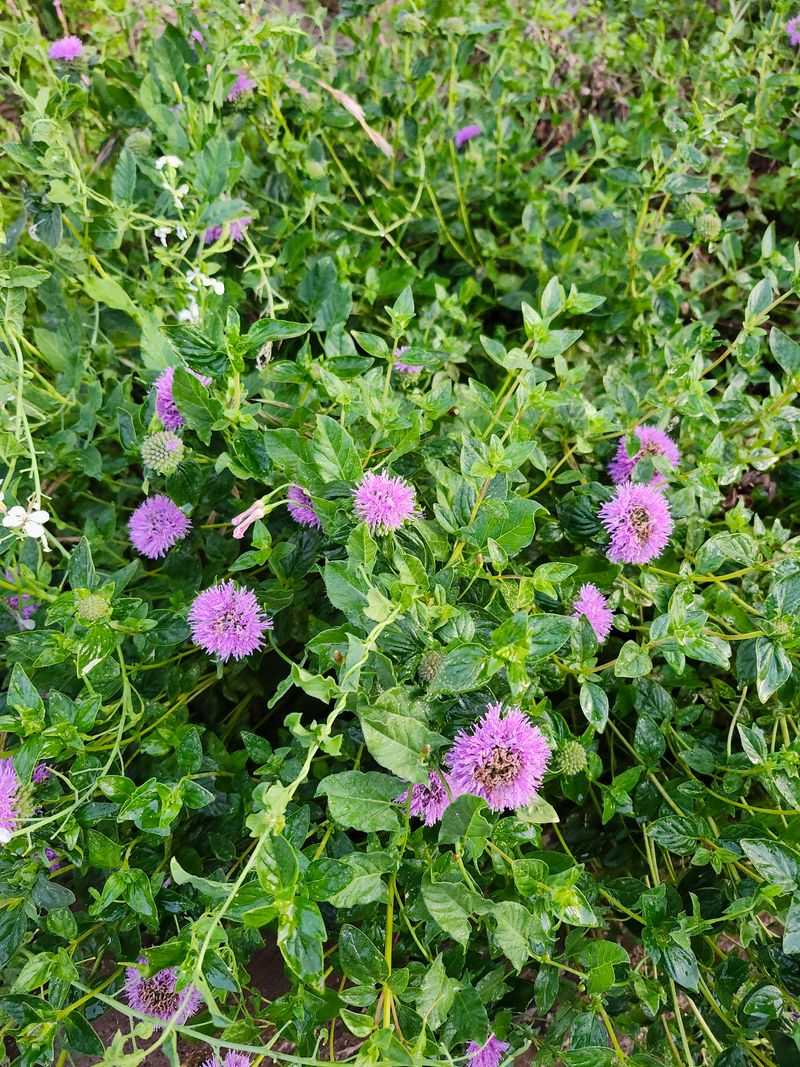 Coyote Mint