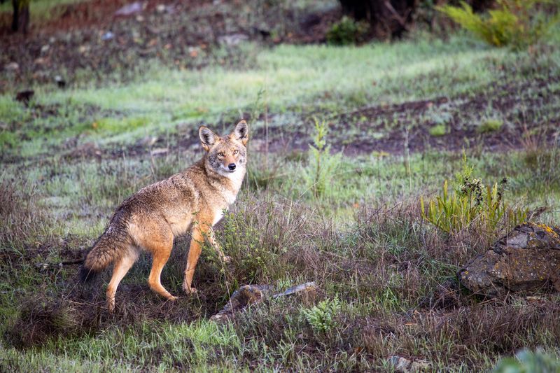 Coyotes Have Pushed It Toward Human Homes Coyotes Have Pushed It Toward Human Homes