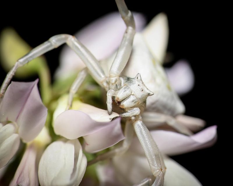 Crab Spiders Wait Around Flowers