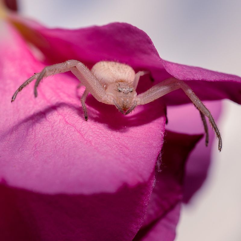 Crab Spiders Wait On Flowers For Unwanted Visitors
