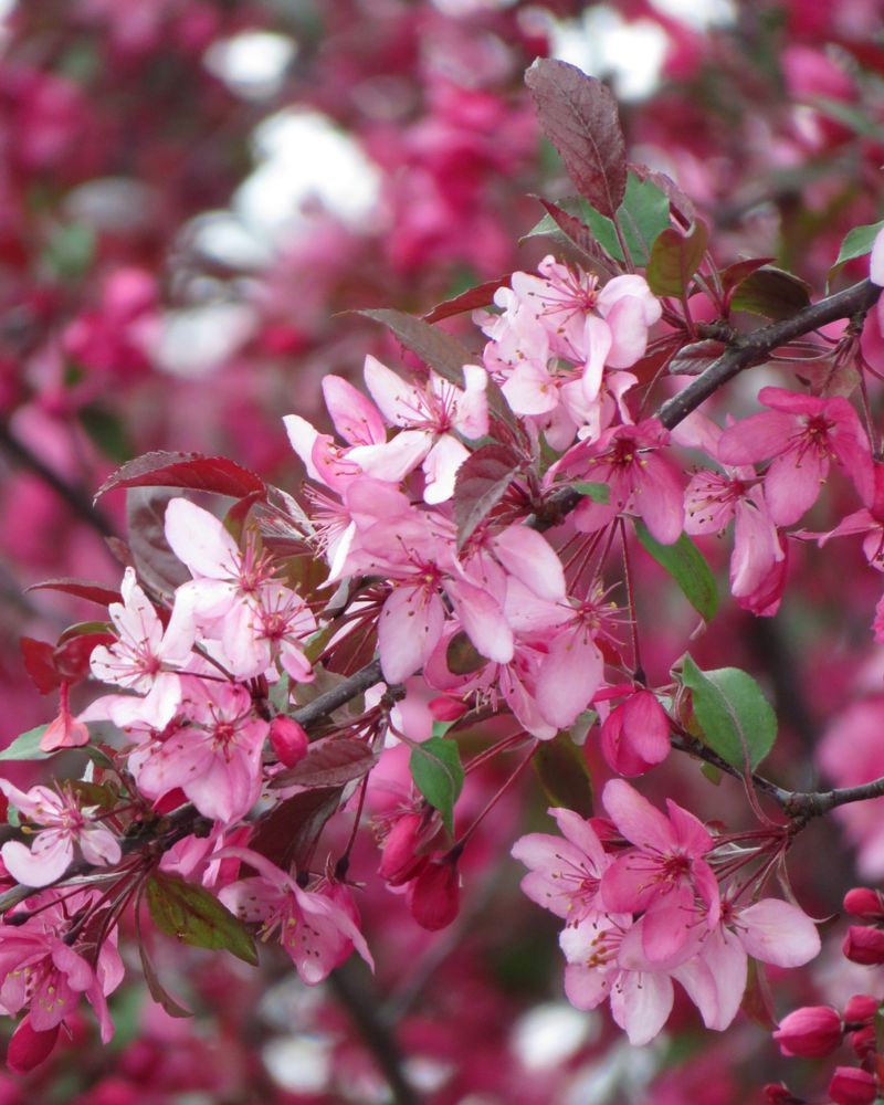 Crabapple Trees Crabapple Trees