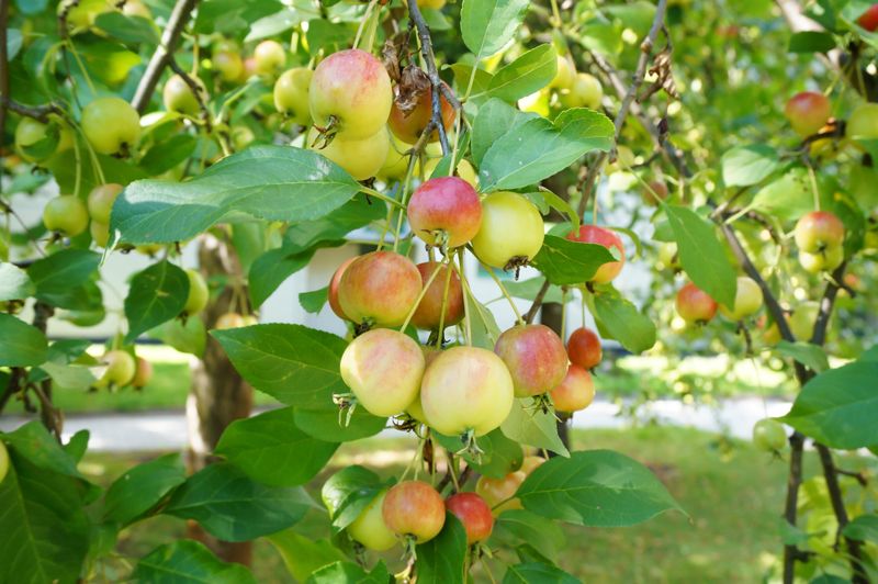 Crabapple