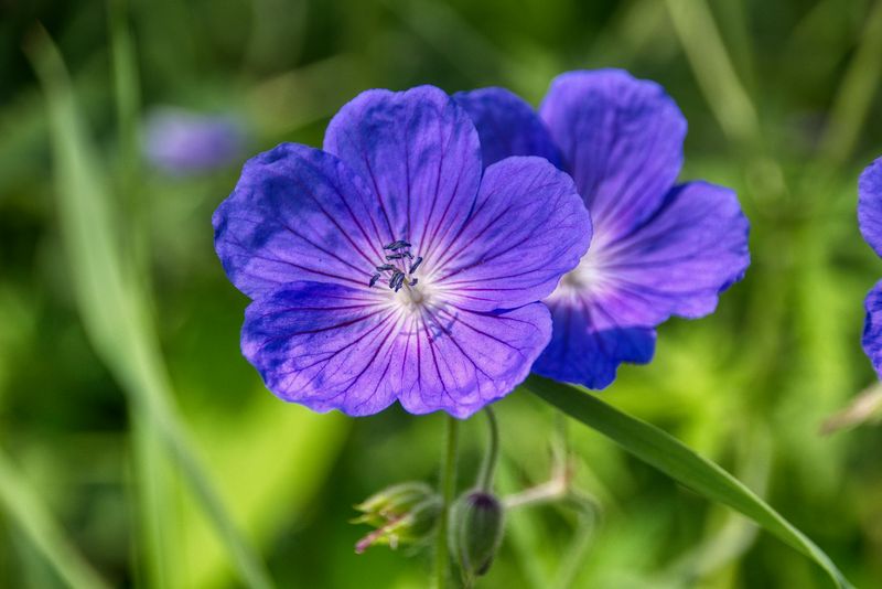 Cranesbill Geranium (Geranium 'Rozanne')