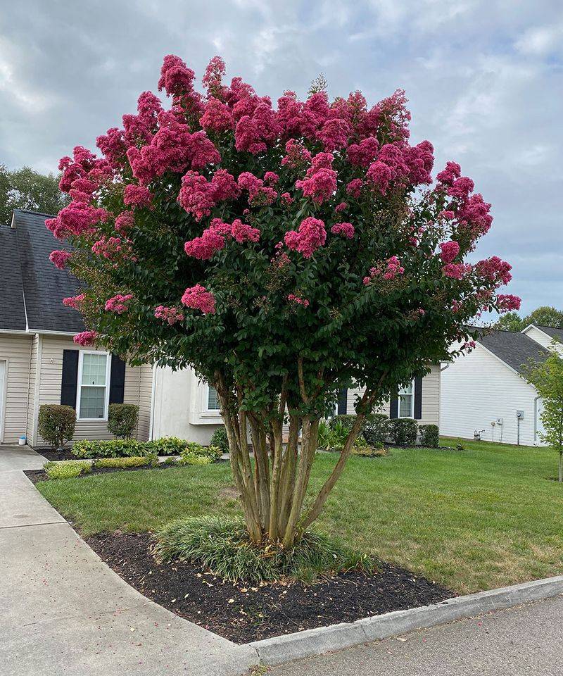 Crape Myrtle Responds Well To Summer Pruning Crape Myrtle Responds Well To Summer Pruning