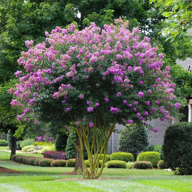 Crape Myrtle Varieties That Naturally Stay The Right Size Crape Myrtle Varieties That Naturally Stay The Right Size