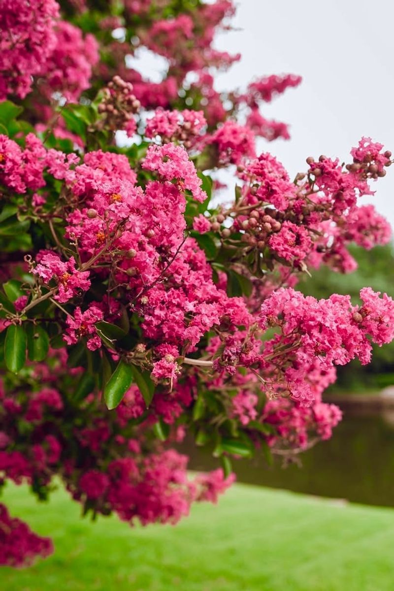 Crapemyrtle Brings Color Through Summer Crapemyrtle Brings Color Through Summer