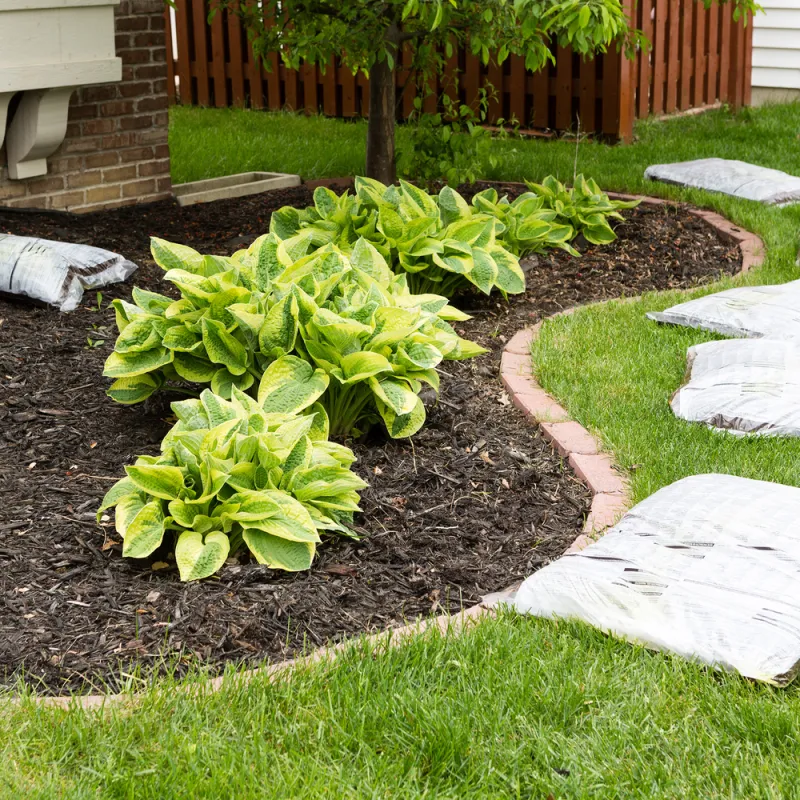 Create A Barrier Between Lawn And Woods