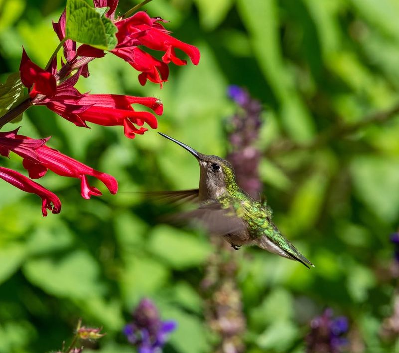 Create Continuous Blooms From Spring Through Fall Create Continuous Blooms From Spring Through Fall