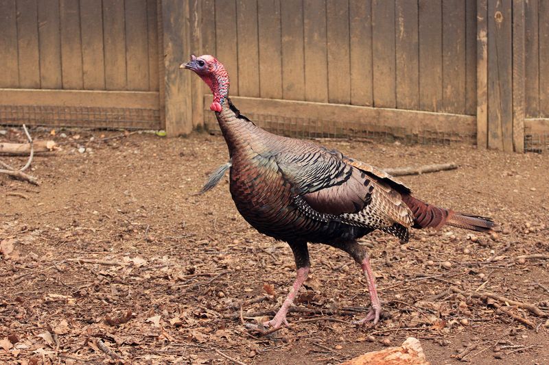 Create Safe Cover For Turkeys Create Safe Cover For Turkeys