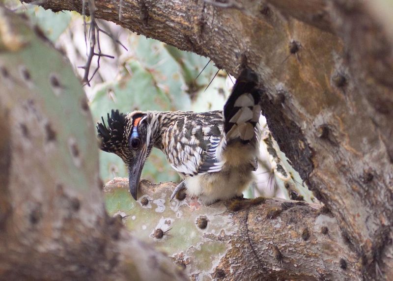 Create Safe Nesting Opportunities