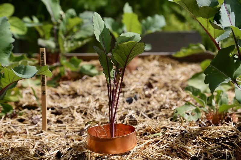 Creating Slug Habitat Around Tender Plants