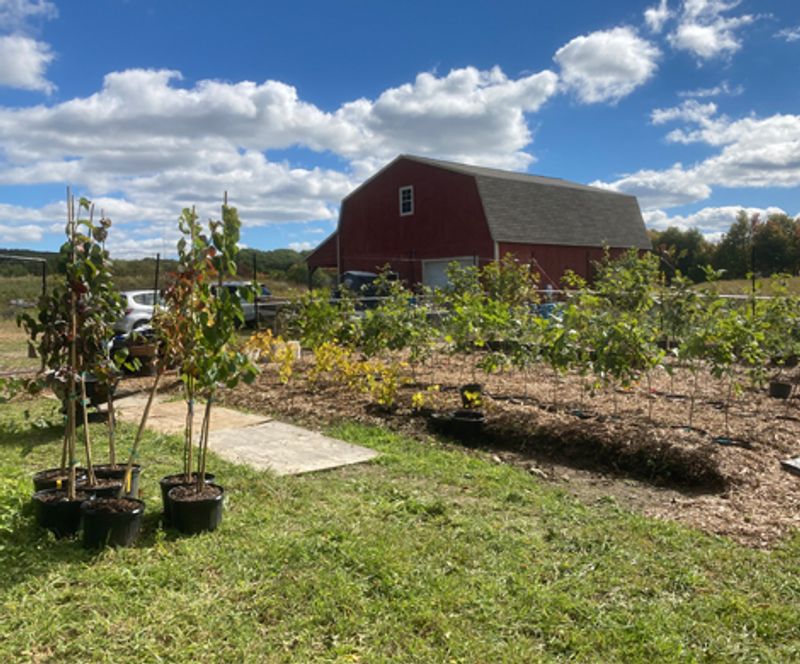 Creekside Collaborative Connects Native Plants With Restoration Work