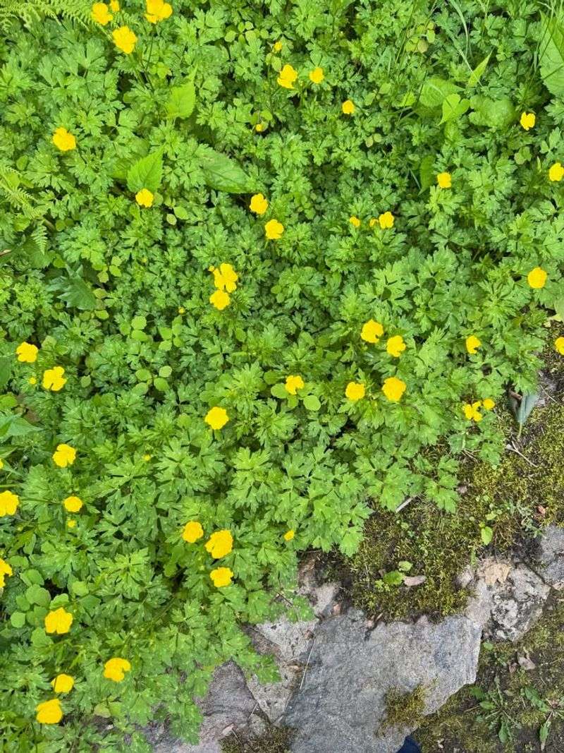 Creeping Buttercup Covers Moist Pathway Gaps Creeping Buttercup Covers Moist Pathway Gaps