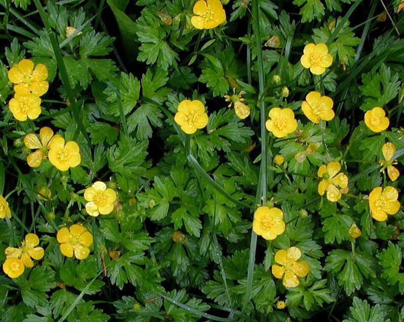 Creeping Buttercup Spreads Through Damp Lawns