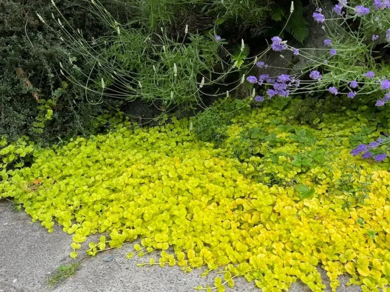 Creeping Jenny Can Run Through Damp Borders Creeping Jenny Can Run Through Damp Borders