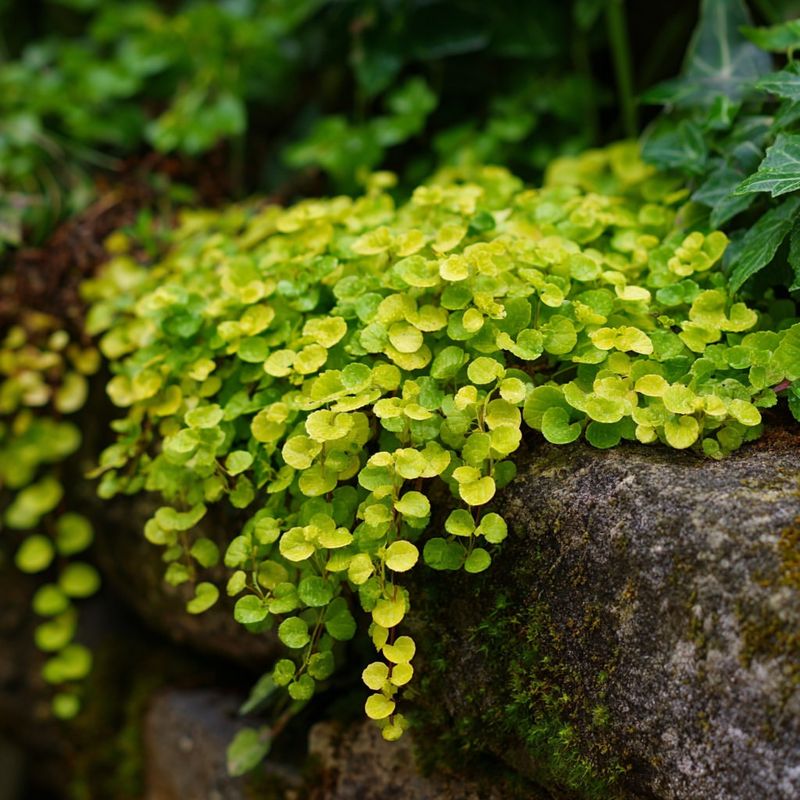 Creeping Jenny Moves Into Spaces Weeds Usually Claim Creeping Jenny Moves Into Spaces Weeds Usually Claim