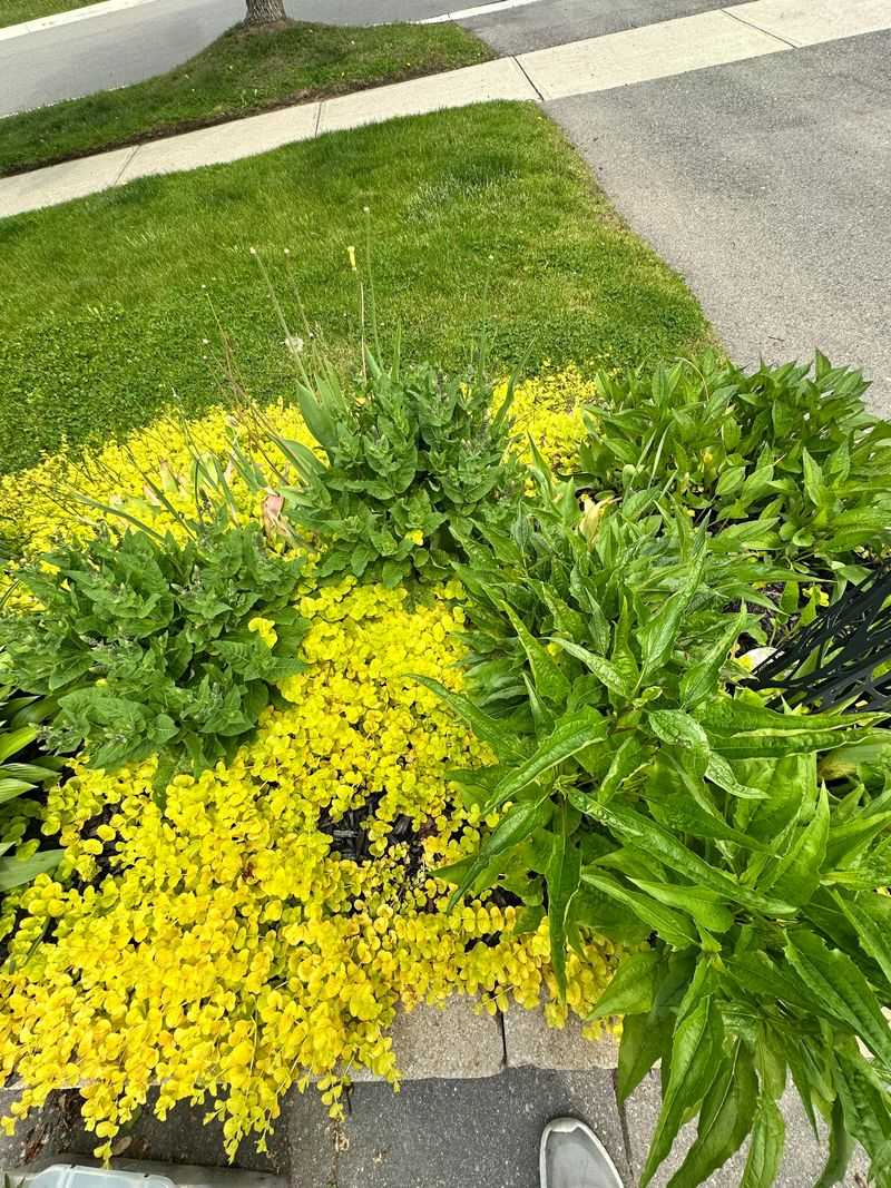 Creeping Jenny Turns Moist Beds Into A Mat Creeping Jenny Turns Moist Beds Into A Mat