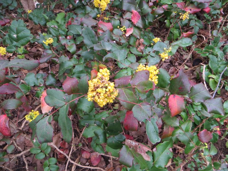 Creeping Oregon Grape Covers Dry Shade Creeping Oregon Grape Covers Dry Shade