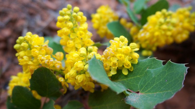 Creeping Oregon Grape Works Better For Low Edging