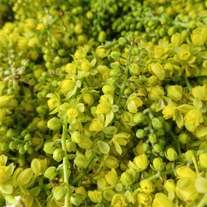 Creeping Oregon Grape Works Better Than Dense Woody Shrubs Creeping Oregon Grape Works Better Than Dense Woody Shrubs
