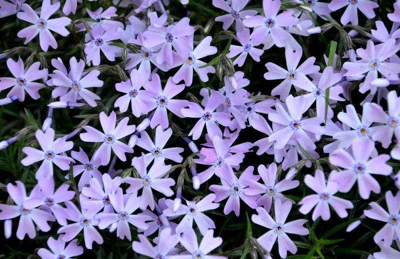 Creeping Phlox