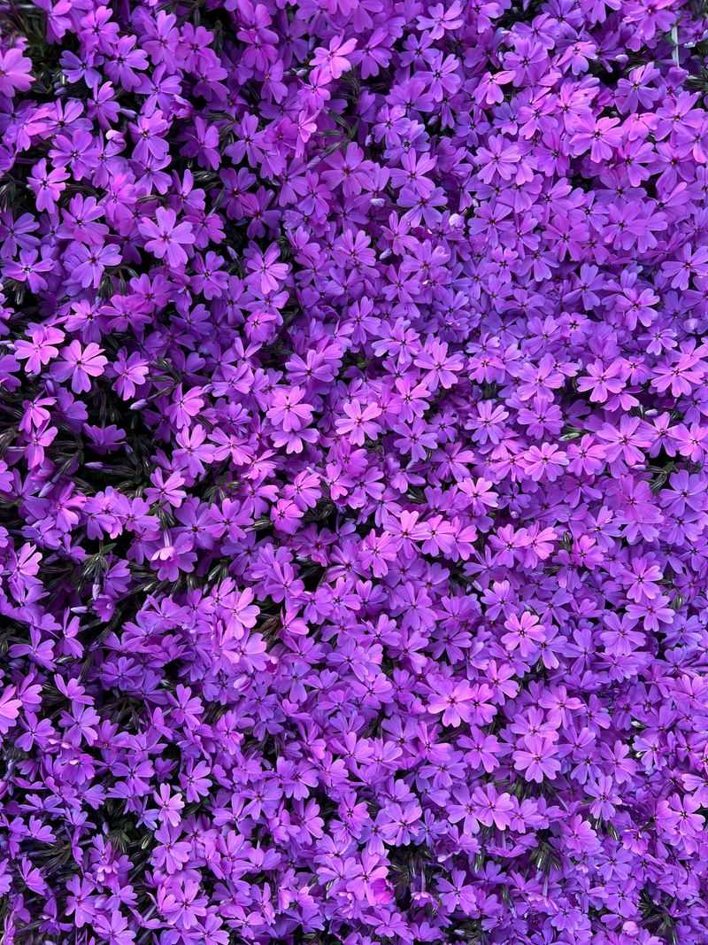 Creeping Phlox