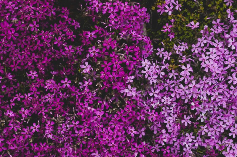 Creeping Phlox