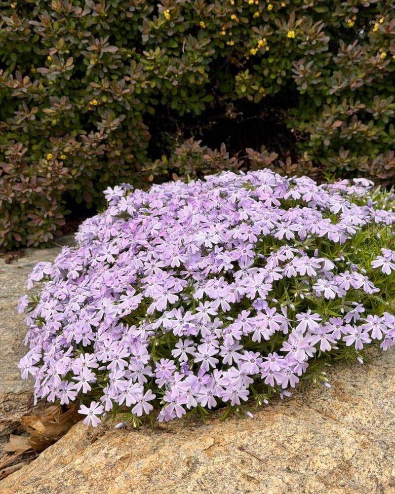 Creeping Phlox Creeping Phlox