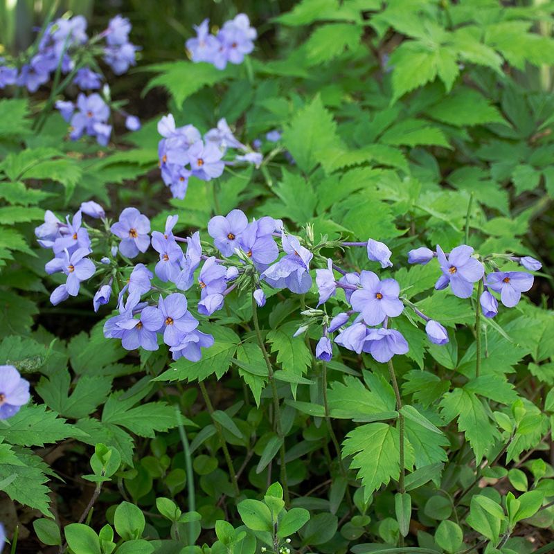 Creeping Phlox Covers Ground With Color Creeping Phlox Covers Ground With Color