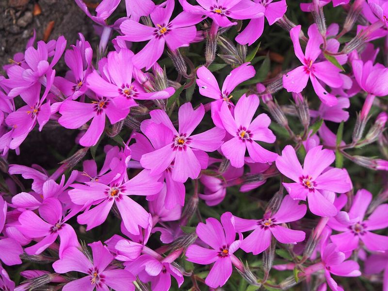 Creeping Phlox Covers Sunny Banks Creeping Phlox Covers Sunny Banks